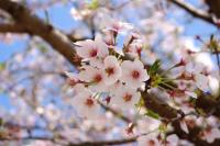 sakura